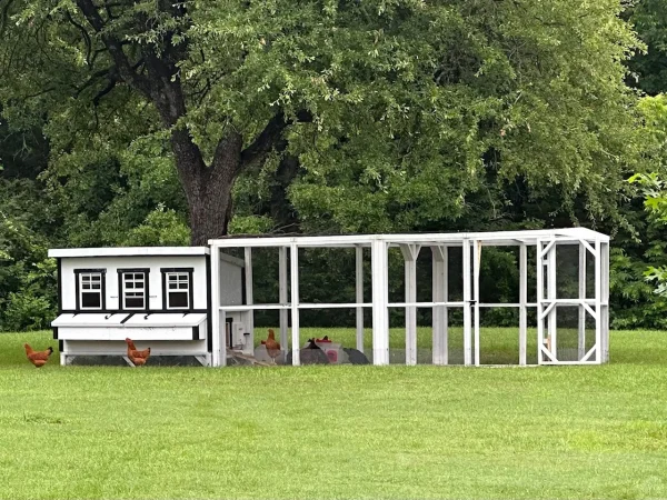 Extra Large 20‑Chicken Coop - Image 4